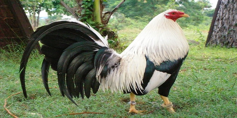 Gà chọi được tạo ra thông qua sự lai tạo giữa các giống gà châu Âu và châu Á